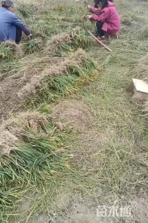 高度30厘米麦冬