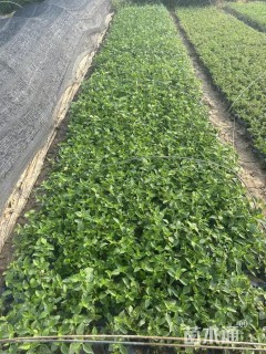 高度20厘米福禄考