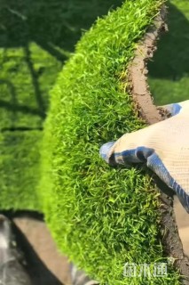 草卷状百慕大草