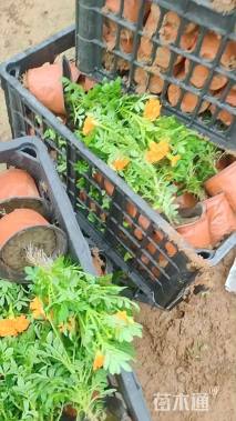 高度18厘米孔雀草