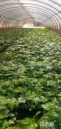 高度28厘米八角金盘