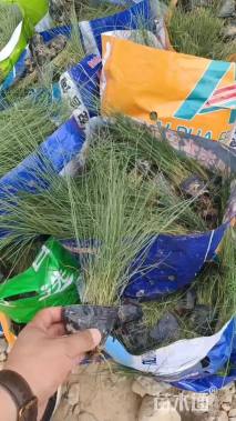 高度30厘米粉黛乱子草