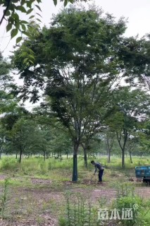 25公分榉树