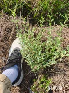 高度35厘米银姬小蜡