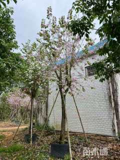 10公分洋紫荆