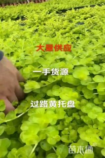 高度10厘米过路黄