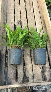 高度60厘米肾蕨