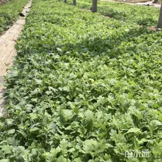 高度15厘米地被菊