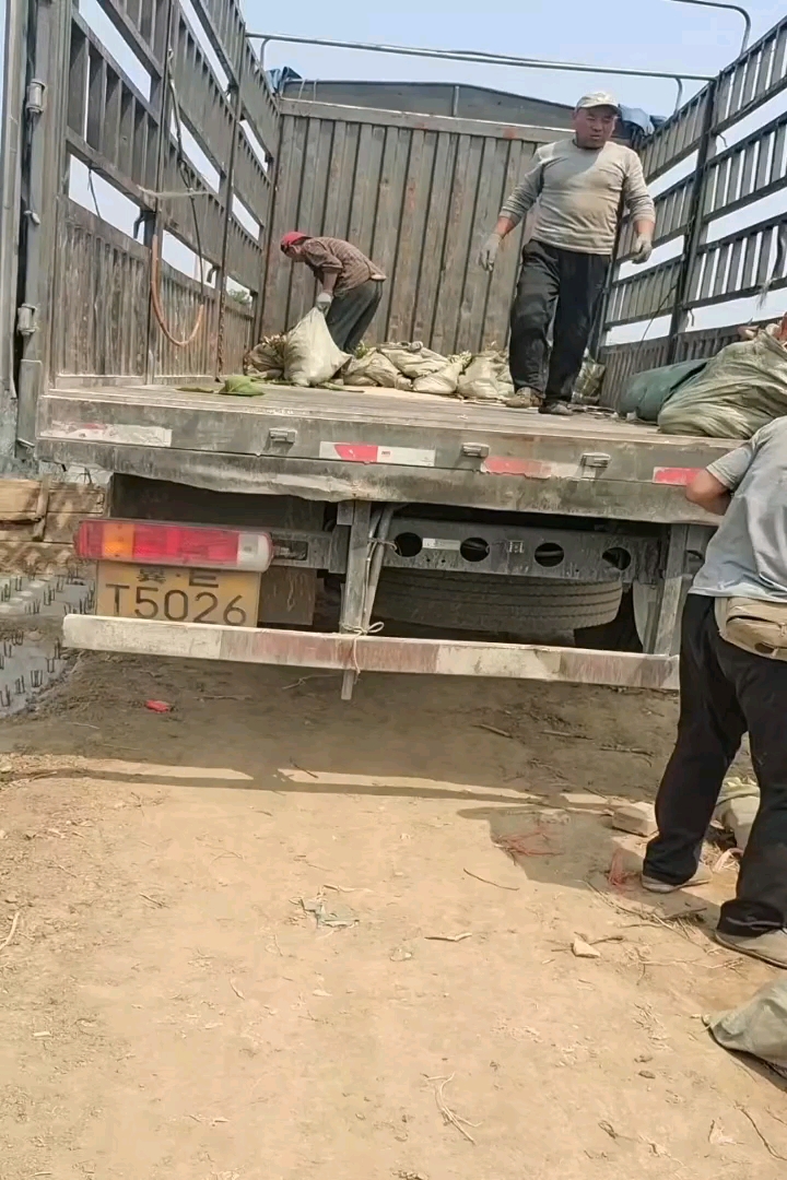 高度30厘米连翘小苗