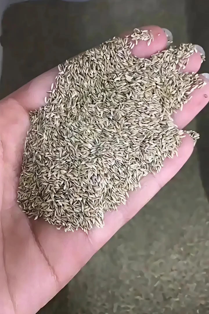 雏菊种子雏菊种子