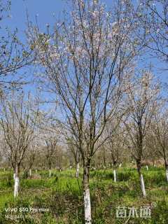 15公分日本早樱