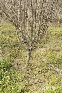 高度280厘米木槿