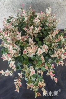 20厘米花叶络石