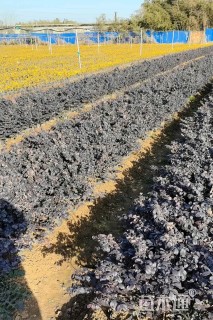 高度40厘米红花继木