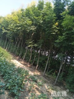 1公分皂荚