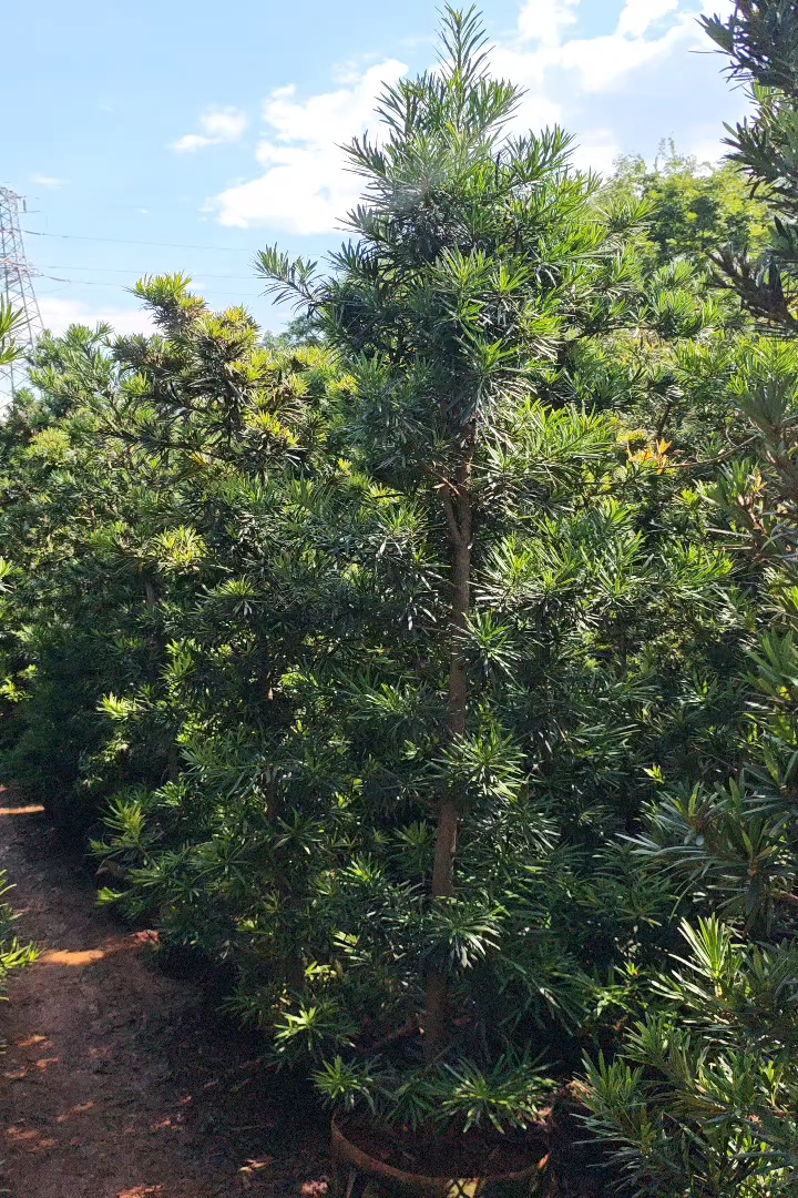 3公分罗汉松