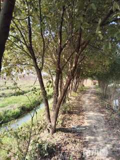 45公分多杆香樟