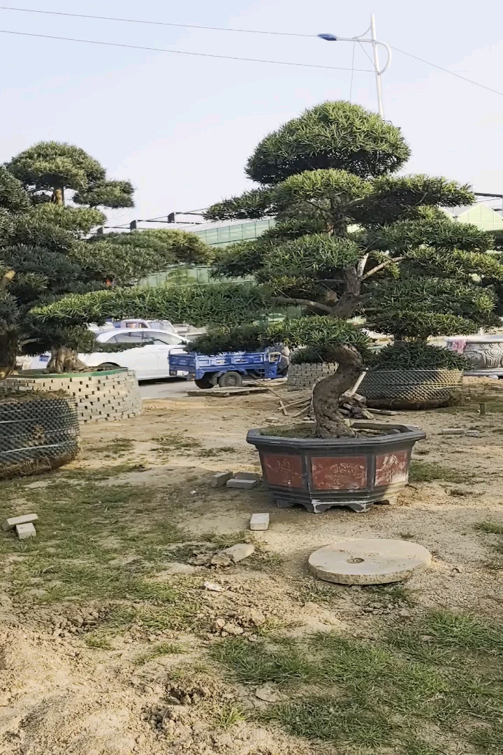 容器苗造型罗汉松