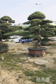 容器苗造型罗汉松