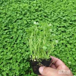 高度10厘米三叶草