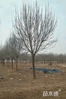15公分白蜡