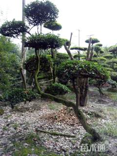 万年青