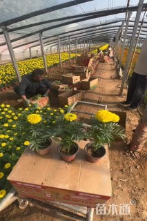 高度20厘米南非万寿菊