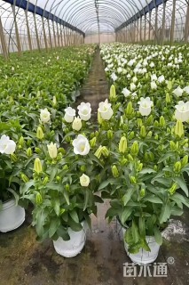 高度20厘米风铃草