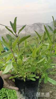 高度40厘米柳叶马鞭草