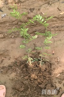 高度1厘米花椒