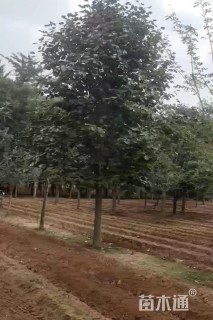 15公分红玉兰
