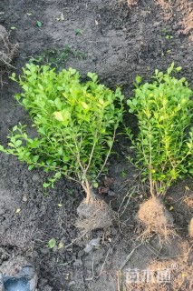 高度40厘米小叶黄杨