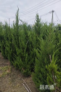 高度120厘米龙柏柱