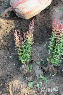 冠幅90厘米紫叶小檗球