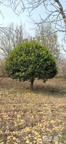 12公分高杆卫矛球