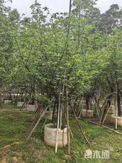 10公分福建山樱花
