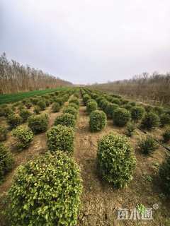 冠幅60厘米小叶女贞球