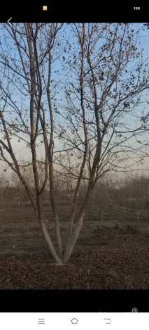 高度800厘米丛生五角枫