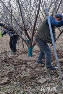 10公分红梅