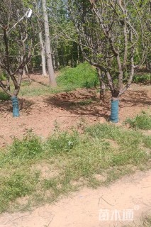 18公分山杏