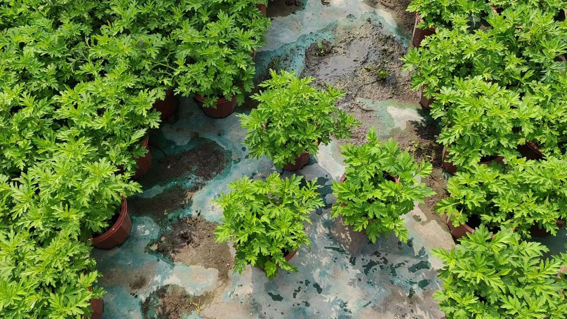 高度30厘米艾草