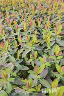 高度25厘米金丝桃小苗