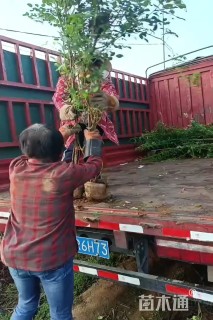 150厘米藤本月季