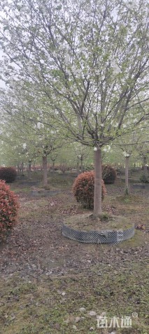 20公分高杆早樱