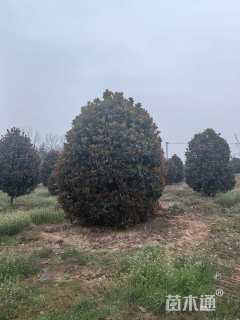 高度350厘米中华石楠