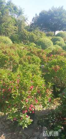 高度35厘米红王子锦带