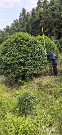 高度300厘米丛生桂花