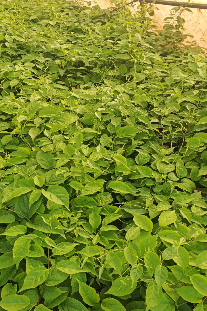 30厘米炮仗花