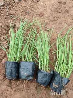高度20厘米矮蒲苇