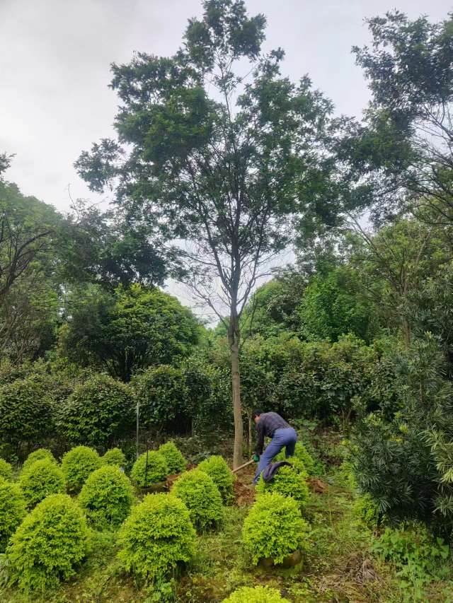 15公分合欢